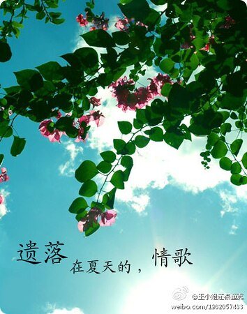 《遺落在夏天的情歌》